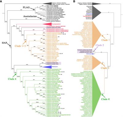 Phylogeny, biogeography, and character evolution of Anaphalis (Gnaphalieae, Asteraceae)